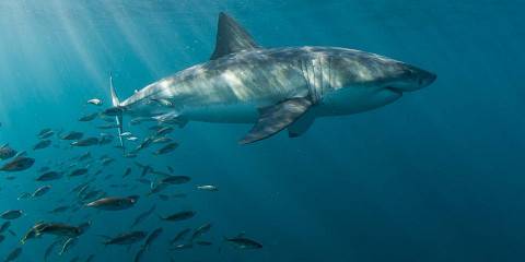 Simon's Town Shark Cage Diving