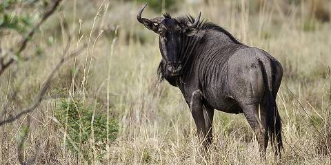4-Day Kruger Safari Big Game + Bushbraai