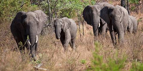 2-Day Kruger Luxury Safari Experience