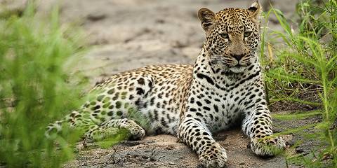 4-Day Sabi Sand Safari with Arathusa Safari Lodge