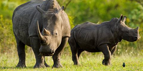 4-Day Timbavati Kambaku Safari Lodge Fly-in Safari