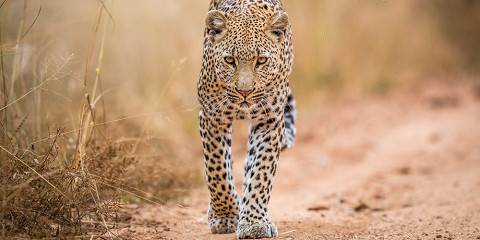 4-Day Kruger Eco Lodge Safari