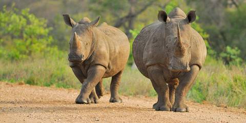 3-Day Kruger Park Tree House Experience
