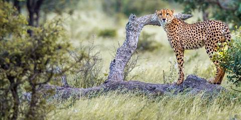 1-Day Luxury 4x4 Pilanesberg Safari from Johannesburg