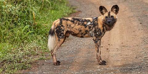 Kruger Wildlife Safari – Tremisana Lodge Stay