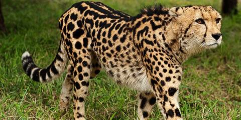 3-Day Big Five & Cheetah Run Safari – Inverdoorn
