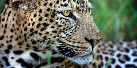 10-Day Kruger Private Reserves & Cape Town