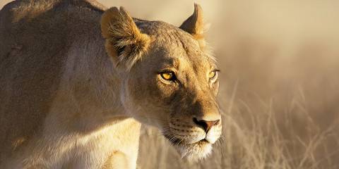 3-Day Kruger Safari All Game Drives