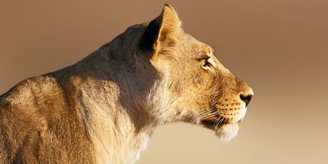 4-Day Kruger Budget Camping Safari