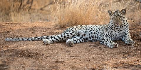 Sabi Sand or Greater Kruger Lodge Safari