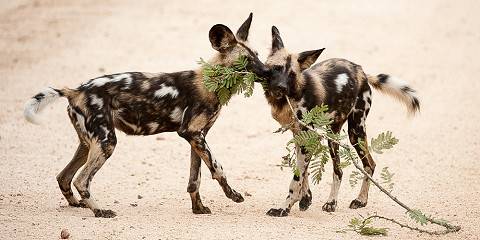 7-Day Kruger and Cape Town