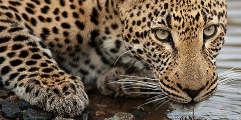 4-Day Budget Kruger Park Safari and Panorama Route Tour