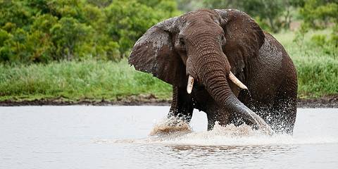 6-Day Kruger and Panorama Express