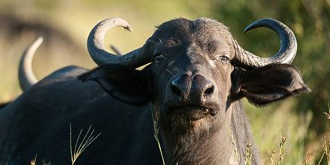 Kruger Wildlife Expedition from Hoedspruit