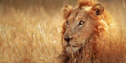 4-Day Private Kruger National Park Safari