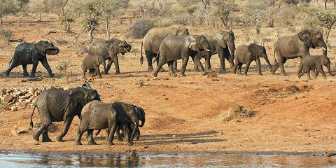 Private Kruger Safari