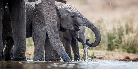 Affordable Kruger Safari & Glamping
