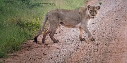 9-Day Cape Town, Winelands & Kruger Tour