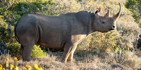 3-Day Nkambeni Camp Tented Kruger Safari