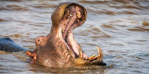 5-Day Kruger National Park South & Panorama Route