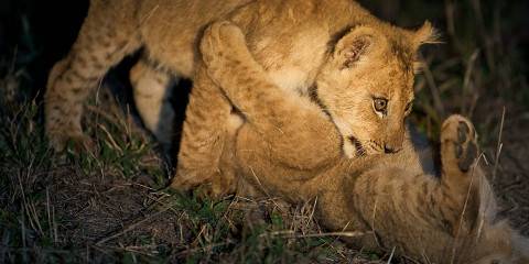 6-Day Affordable Kruger & Sabi Sands Safari