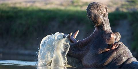2-Day Black Rhino Game Lodge Safari Package