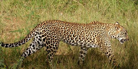 Greater Kruger Safari with Bateleur Safari Camp