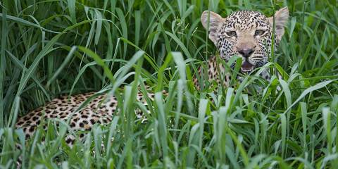 Sabi Sands Elephant Plains Lodge Safari