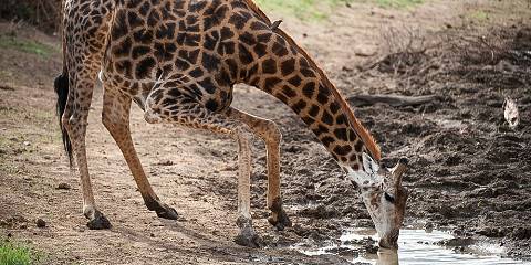 4-Day South Africa Malaria-Free Safari Package