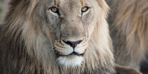 2-Day Overnight Safari at Dinokeng Game Reserve