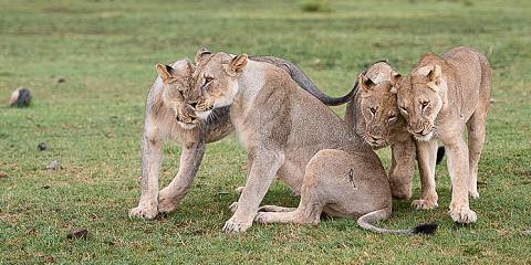 Johannesburg Tour with Kruger 3 Days Safari