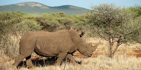 4-Day Malaria Free Big 5 Safari in Madikwe