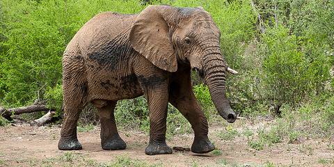 4-Day Malaria-Free Fly-in Safari Adventure