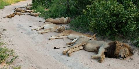 4-Day Budget Sekekama Safari Fly in from Cape Town