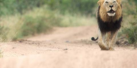 Eastern Cape Safari with Kariega Main Lodge