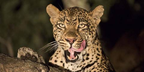 4-Day Fully Private Kruger Customisable Safari
