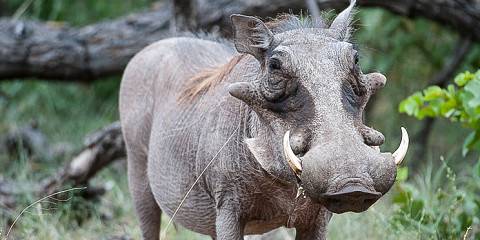5-Day Sabi Sands Elephant Plains Lodge Safari