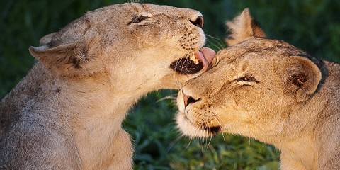 12-Day Exclusive Safari and Cape Splendour
