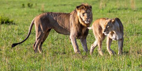 Pilanesberg Big Five Safari – Budget Adventure