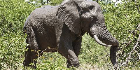 Kruger Safari & Eswatini Cultural Explorer