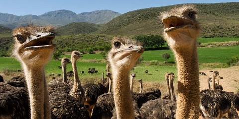 6-Day Garden Route & Addo Group Tour