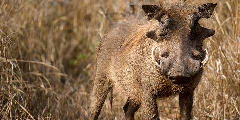 4-Day Luxury Kruger Safari & Private Game Reserve