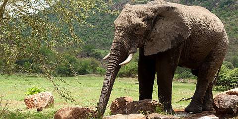 3-Day Kwa - Maritane Bush Lodge Safari from Johannesburg