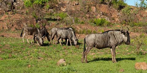 Wildlife Safari at Pilanesberg