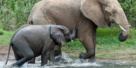 4-Day Mid-Range Camping Safari in Pilanesberg