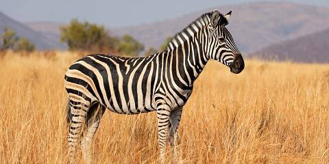 4-Day Mid-Range Safari – Kwa Maritane Bush Lodge