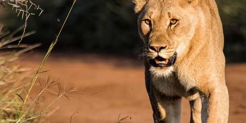 Exclusive Luxury Escape at Black Rhino Game Lodge