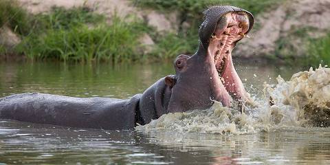 4-Day Kruger Park Safari Escape