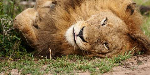 Madikwe Big Five Safari –African Adventure