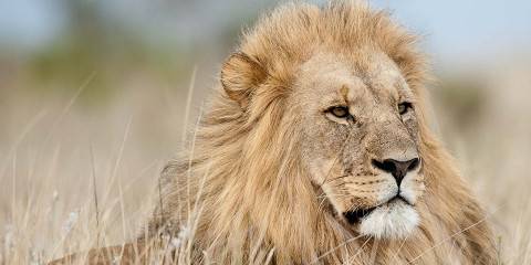 5-Day Sabi Sands Umkumbe Safari Lodge